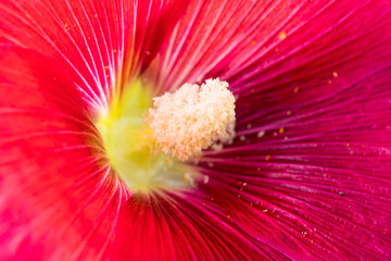 Obraz premium flower stamen macro