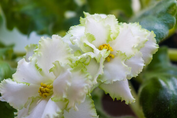 Blooming Home decorative flowers African violet Saintpaulia Irish Laughter, LLG-Herringshaw selection.