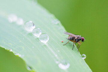 fly on a leaf macro