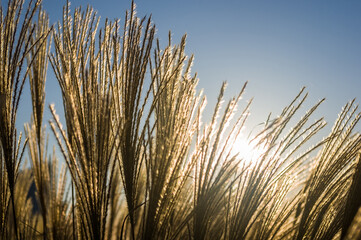 Chinese Silver Grass, Maiden Grass, Miscanthus chinese, Miscanthus sinensis illuminated by soft evening sunlight, autumn background, close up