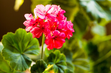 Lovely pink Pelargonium Geranium flowers, close up