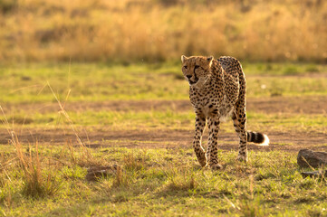 Cheetah walking  in the evening light, Masai Mara