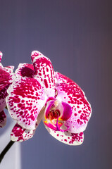 Background for a greeting card - blooming multicolored orchids