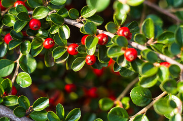 Clusters of red berries of a Cotoneaster horizontalis Decne. illuminated by soft evening sunlight, autumn background