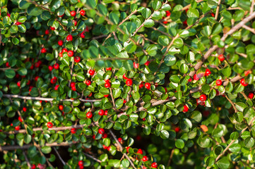 Clusters of red berries of a Cotoneaster horizontalis Decne. illuminated by soft evening sunlight, autumn background