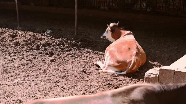 Brown cow laying down in a stockyard