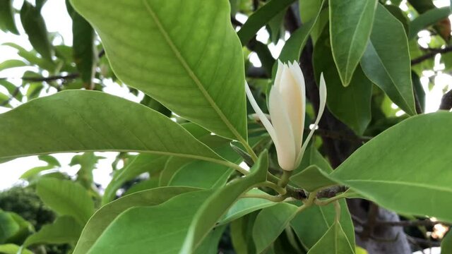 green leaves in the garden Close up White Champaka on plant