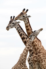 Three Giraffes in a frame, Masai Mara
