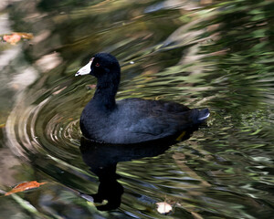 Black Scoter or American Scoter Stock Photos. Close-up in by the water, showing its head, eye, beak, black plumage and enjoying its environment and habitat with a head reflection in the water.