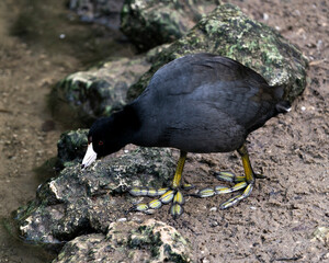 Black Scoter or American Scoter Stock Photos.  Close up by the water, walking on a moss rock displaying black feather plumage, head, eye, beak, green feet and black plumage in its environment.