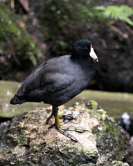 Black Scoter or American Scoter Stock Photos.  Close up by the water, standing on a moss rock displaying black feather plumage, eye, beak, feet in its environment and habitat with a blur background.