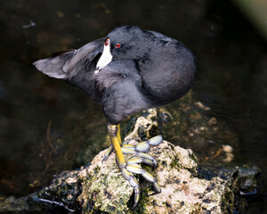 Black Scoter or American Scoter Stock Photos.  Close up profile view standing on a moss rock by the water, displaying black feather plumage, red eye, white beak, green feet in its environment.