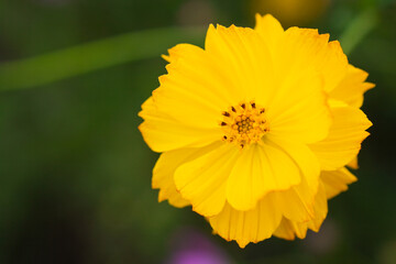 黄色いコスモスの花のクローズアップ