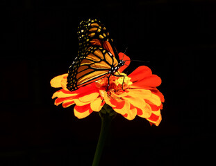 Monarch Butterfly Pollinating Orange Zinnia Flower On Black Background