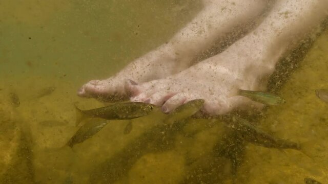 fish making treatment in the pond in nature to people eating material from feet for health