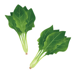 ほうれん草の手描きのイラスト
