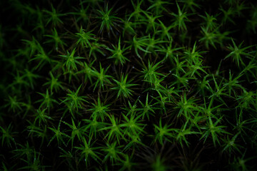 Bright Green Star Shaped Moss