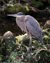 Blue Heron photo. Blue Heron close-up profile view standing on moss rocks and branches with a blur background  in its environment and habitat. Picture. Image. Portrait.