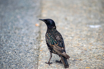 Starling male bird looking for food on the pavement by the sea, beautiful luminance feather texture pattern
