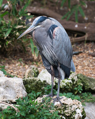 Blue Heron Stock Photos. Blue Heron standing on rock with a blur foliage background, displaying its blue feather plumage, beck, eye, long legs in its environment and habitat. Blue Heron wings.
