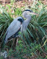 Blue Heron Stock Photos. Blue Heron close-up profile view standing in foliage, displaying its blue feather plumage, long beak, eye in its environment and habitat.