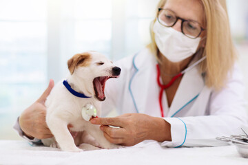 Vet examining dog. Puppy at veterinarian doctor.