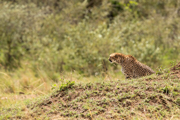 Cheetah near a mound in Masai Mara Grassland