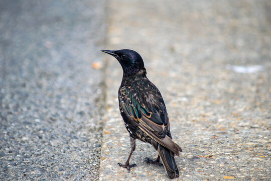 Starling Male Bird Looking For Food On The Pavement By The Sea, Beautiful Luminance Feather Texture Pattern