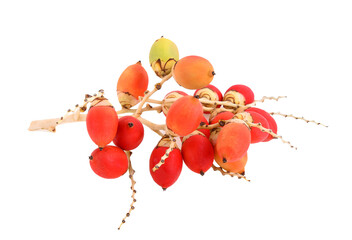areca or betel palm fruit isolate on white background