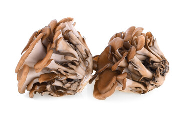 maitake mushrooms on white background