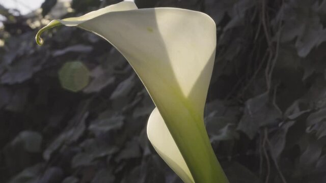 Close up of calla flower moving with the wind