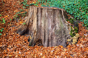 Stump and autumn leaves  . Mushrooms in the autumn forest 