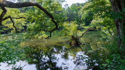 【裏磐梯・五色沼】木々が反射する母沼／磐梯朝日国立公園（福島県）