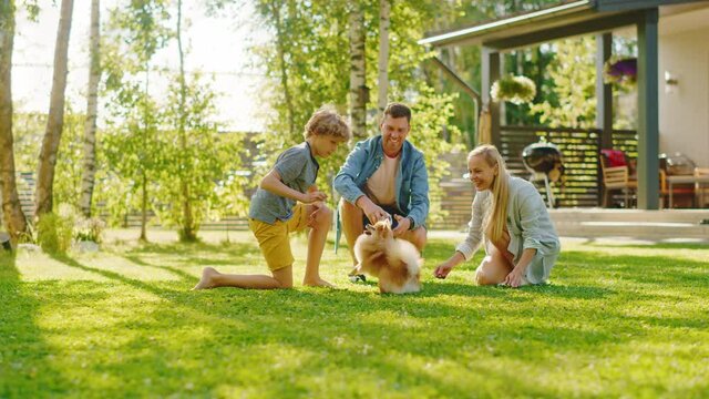 Family of Four Having fun Playing with Cute Little Pomeranian Dog In the Backyard. Father, Mother, Son Pet Fluffy Smart Puppy, teach and train it Commands. Sunny Summer Day in Idyllic Suburban House