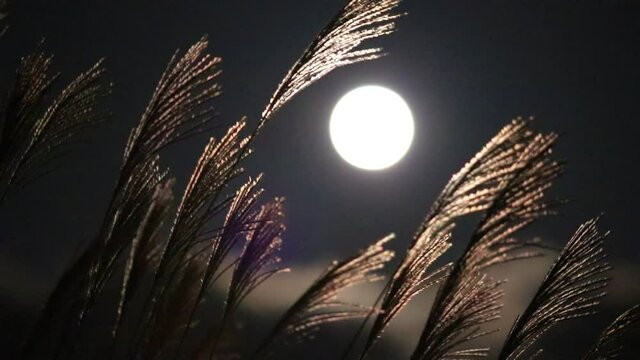 満月とススキ　2020年9月2日　ハーベストムーン