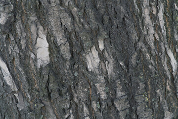 texture drawing of the bark of a coniferous tree