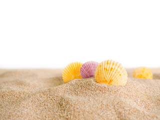 Fototapeta na wymiar Sea shell on sand desert pile isolated on white background.
