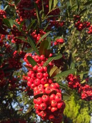 red berries on a tree