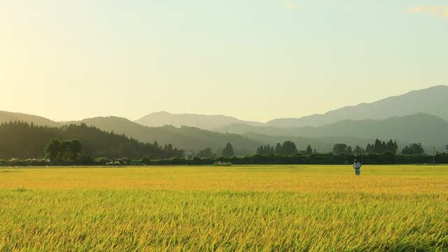 秋の田園風景　夕日　秋田県　9月