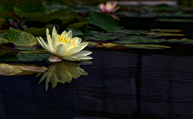 View of a single yellow lotus flower and its reflection, along with a number of lily pads, on a dark pond