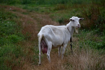 Obraz premium domestic goat on the green grass