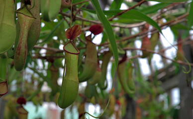 Several hanging pitcher plants in a greenhouse