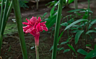 Isolated view of a torch ginger blossom against a backdrop of tropical foliage and forest floor