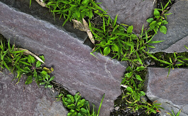 Surface view of uneven slabs of granite arranged together loosely with grass growing between them