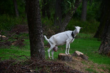 Fototapeta premium domestic goat on the green grass