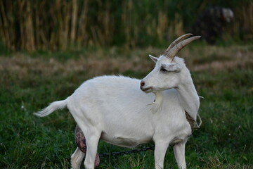Naklejka na ściany i meble domestic goat on the green grass