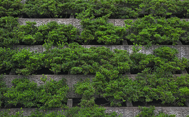 Rising barrier of low stone walls alternating with green hedge terraces