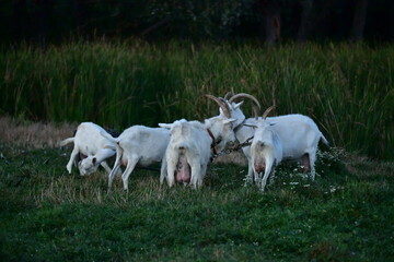 Obraz na płótnie Canvas domestic goat on the green grass