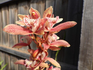 Red Pink & yellow orchid flower