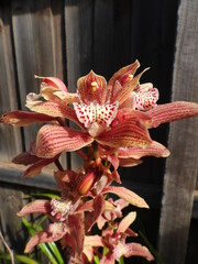 Red and white orchid